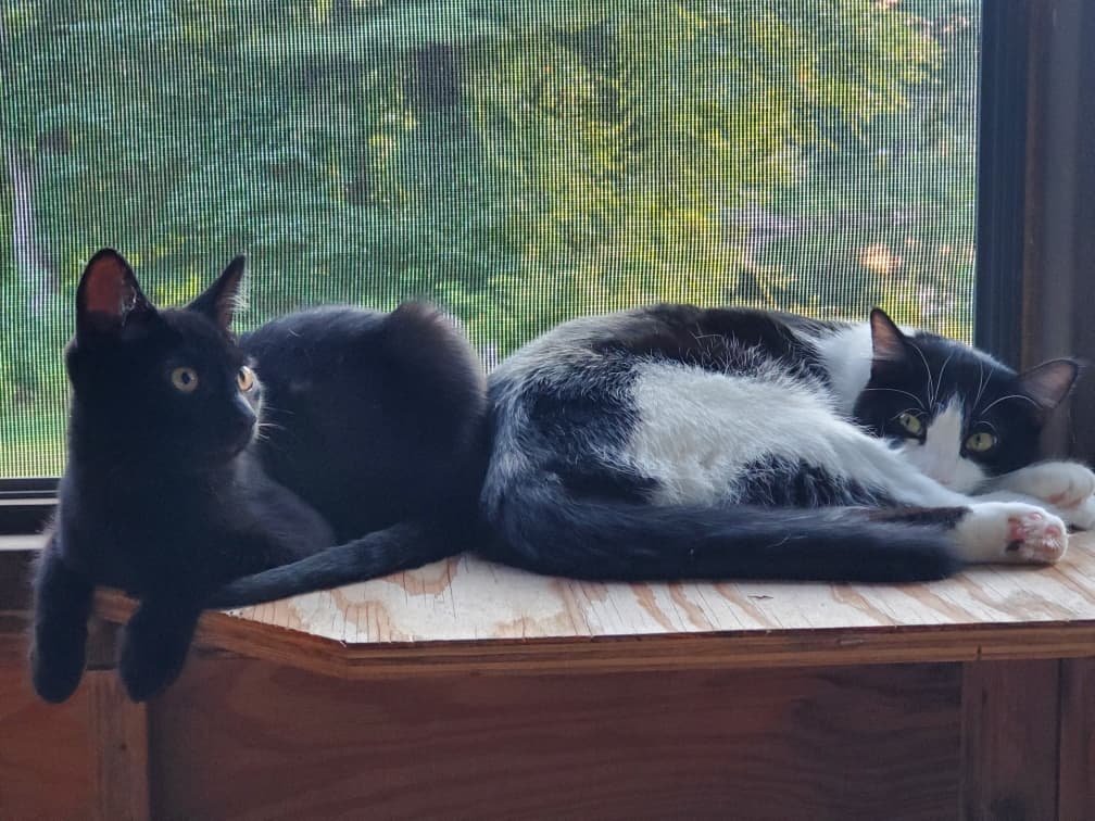 Da Cats !